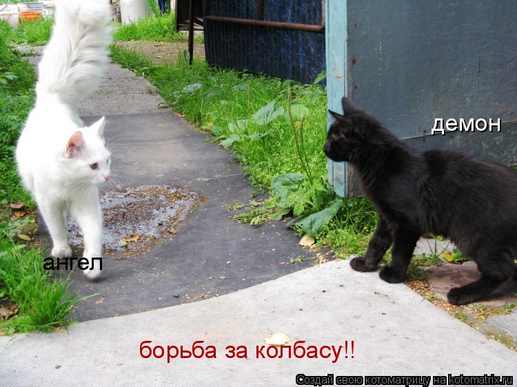ангел демон борьба за колбасу!!... Котоматрица: ангел демон борьба за колбасу!!