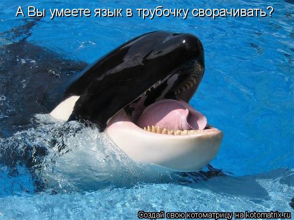 А Вы умеете язык в трубочку сворачивать?... Котоматрица: А Вы умеете язык в трубочку сворачивать?