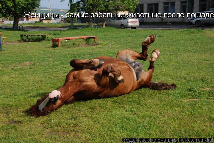 Женщины - самые забавные животные после лошадей.... Котоматрица: Женщины - самые забавные животные после лошадей.