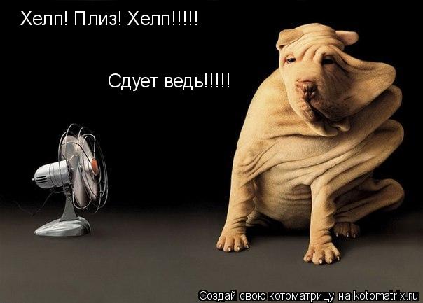 Хелп! Плиз! Хелп!!!!! Сдует ведь!!!!!... Котоматрица: Хелп! Плиз! Хелп!!!!! Сдует ведь!!!!!