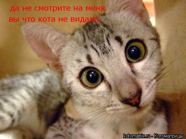 да не смотрите на меня. вы что кота не видали.... Котоматрица: да не смотрите на меня. вы что кота не видали.