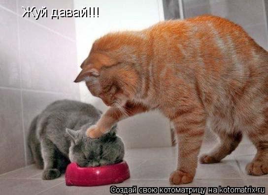 Жуй давай!!!... Котоматрица: Жуй давай!!!
