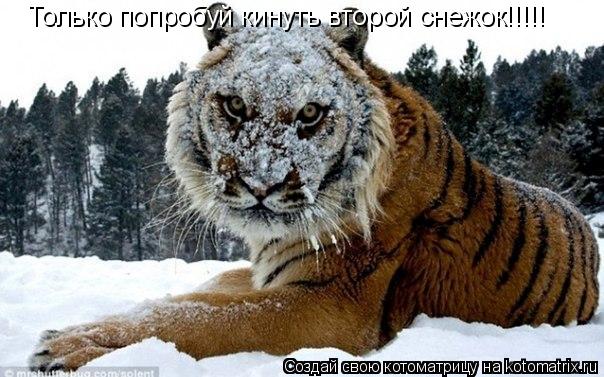 Котоматрица: Только попробуй кинуть второй снежок!!!!!
