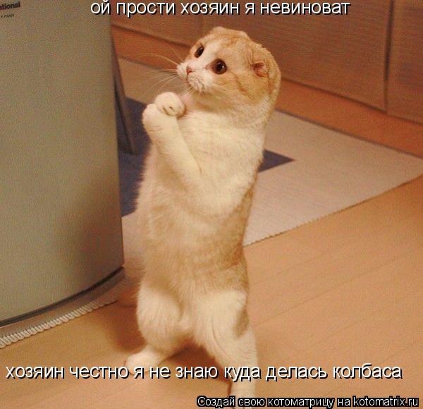 хозяин честно я не знаю куда делась колбаса... Котоматрица: хозяин честно я не знаю куда делась колбаса