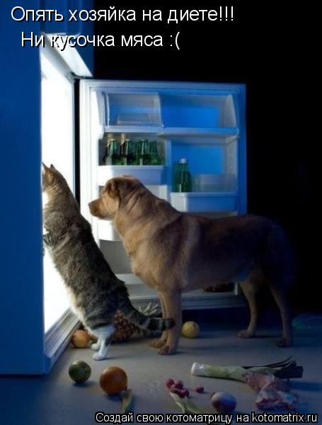 Котоматрица: Опять хозяйка на диете!!!  Ни кусочка мяса :(