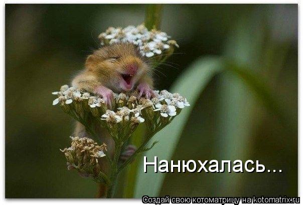 Котоматрица: Нанюхалась...