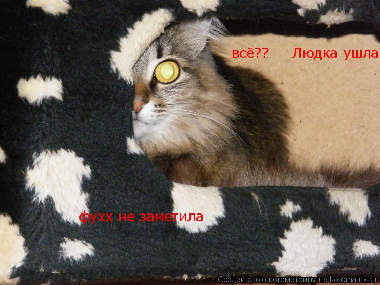 всё?? Людка ушла? фухх не заметила... Котоматрица: всё?? Людка ушла? фухх не заметила