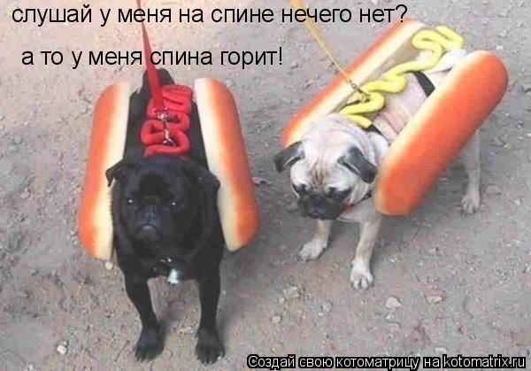 слушай у меня на спине нечего нет? слушай у меня на спине нечего нет? а то у меня спина горит!... Котоматрица: слушай у меня на спине нечего нет? слушай у меня на спине нечего нет? а то у меня спина горит!