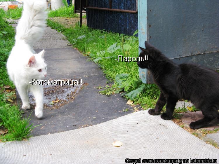 -Пароль!! -Котоматрица!!... Котоматрица: -Пароль!! -Котоматрица!!
