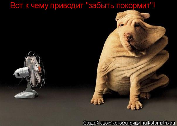 Вот к чему приводит "забыть покормит"!... Котоматрица: Вот к чему приводит "забыть покормит"!