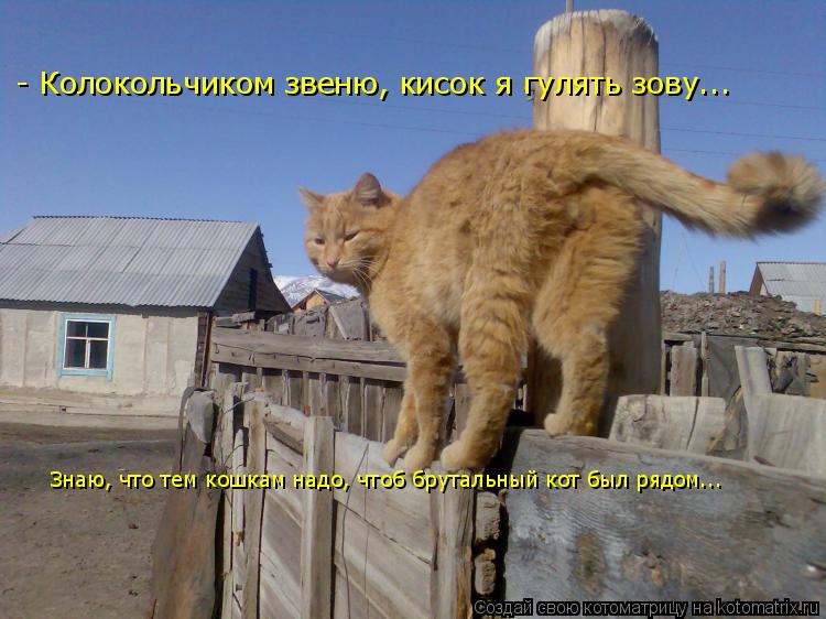 - Колокольчиком звеню, кисок я гулять зову... Знаю, что тем кошкам надо, чтоб брутальный кот был ряд... Котоматрица: - Колокольчиком звеню, кисок я гулять зову... Знаю, что тем кошкам надо, чтоб брутальный кот был рядом... Знаю, что тем кошкам надо, чтоб брутал