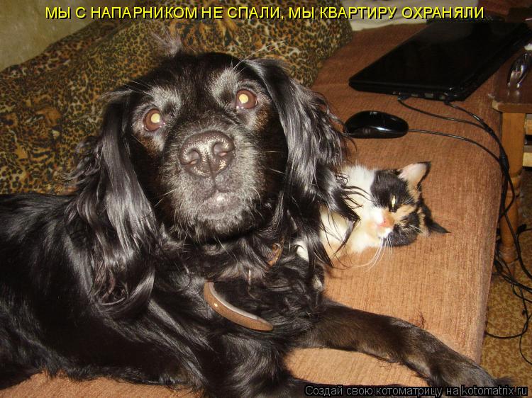 МЫ С НАПАРНИКОМ НЕ СПАЛИ, МЫ КВАРТИРУ ОХРАНЯЛИ... Котоматрица: МЫ С НАПАРНИКОМ НЕ СПАЛИ, МЫ КВАРТИРУ ОХРАНЯЛИ