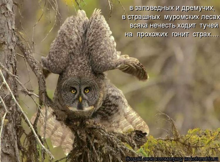 в заповедных и дремучих, в страшных муромских лесах всяка нечесть ходит тучей на прохожих гони... Котоматрица: в заповедных и дремучих, в страшных муромских лесах всяка нечесть ходит тучей на прохожих гонит страх....