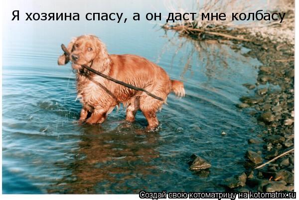 Я хозяина спасу, а он даст мне колбасу... Котоматрица: Я хозяина спасу, а он даст мне колбасу
