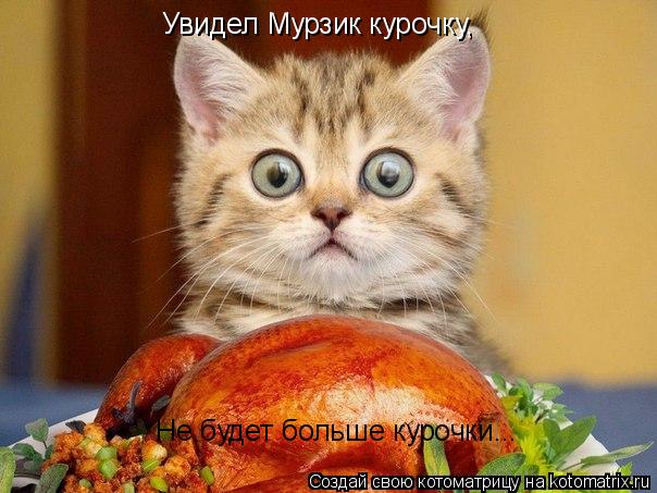 Увидел Мурзик курочку, Не будет больше курочки...... Котоматрица: Увидел Мурзик курочку, Не будет больше курочки...