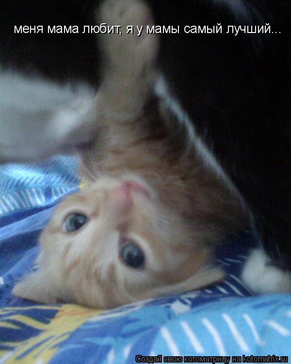 меня мама любит, я у мамы самый лучший...... Котоматрица: меня мама любит, я у мамы самый лучший...