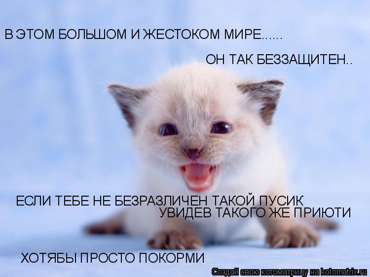 В ЭТОМ БОЛЬШОМ И ЖЕСТОКОМ МИРЕ...... ОН ТАК БЕЗЗАЩИТЕН.. ЕСЛИ ТЕБЕ НЕ БЕЗРАЗЛИЧЕН ТАКОЙ ПУСИК УВИДЕВ ... Котоматрица: В ЭТОМ БОЛЬШОМ И ЖЕСТОКОМ МИРЕ...... ОН ТАК БЕЗЗАЩИТЕН.. ЕСЛИ ТЕБЕ НЕ БЕЗРАЗЛИЧЕН ТАКОЙ ПУСИК УВИДЕВ ТАКОГО ЖЕ ПРИЮТИ ХОТЯБЫ ПРОСТО ПОКОРМИ
