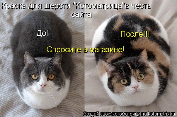 Краска для шерсти "Котоматрица"в честь сайта До! После!!! Спросите в магазине!... Котоматрица: Краска для шерсти "Котоматрица"в честь сайта До! После!!! Спросите в магазине!