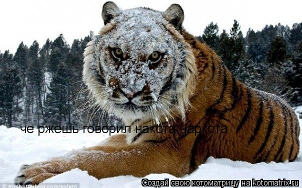 че ржешь говорил накота наркота... Котоматрица: че ржешь говорил накота наркота