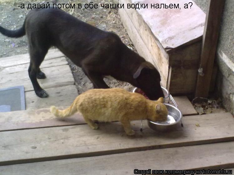 -а давай потом в обе чашки водки нальем, а?... Котоматрица: -а давай потом в обе чашки водки нальем, а?