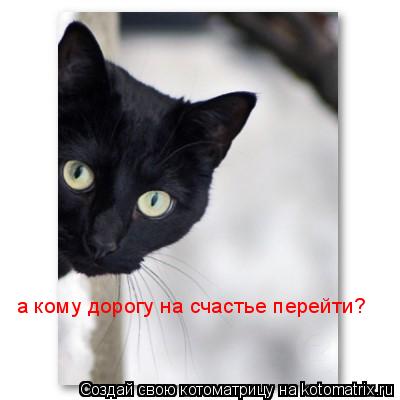 а кому дорогу на счастье перейти?... Котоматрица: а кому дорогу на счастье перейти?