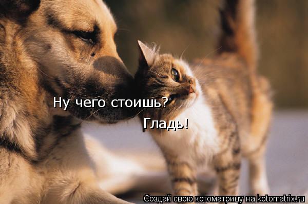 Ну чего стоишь? Гладь!... Котоматрица: Ну чего стоишь? Гладь!