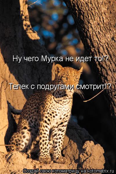 Котоматрица: Ну чего Мурка не идет то!? Телек с подругами смотрит!?