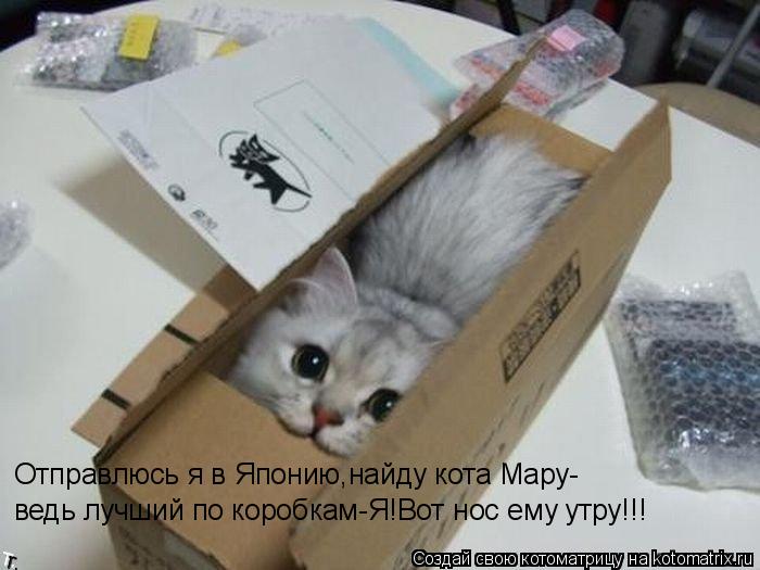 Котоматрица: Отправлюсь я в Японию,найду кота Мару- ведь лучший по коробкам-Я!Вот нос ему утру!!!