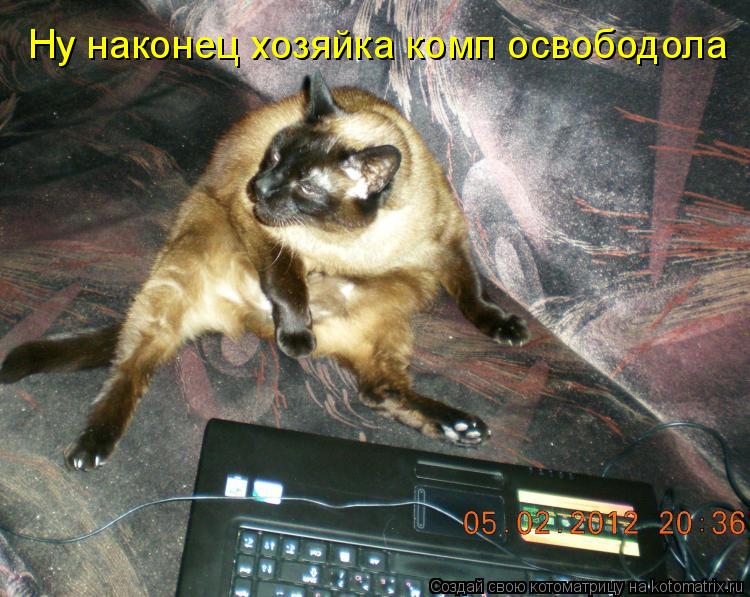 Котоматрица: Ну наконец хозяйка комп освободола