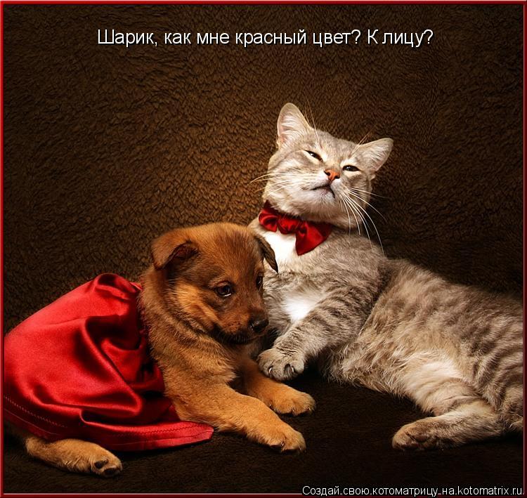Котоматрица: Шарик, придется забыть про помойку. Мы же-аристократы... Шарик, как мне красный цвет? К лицу?