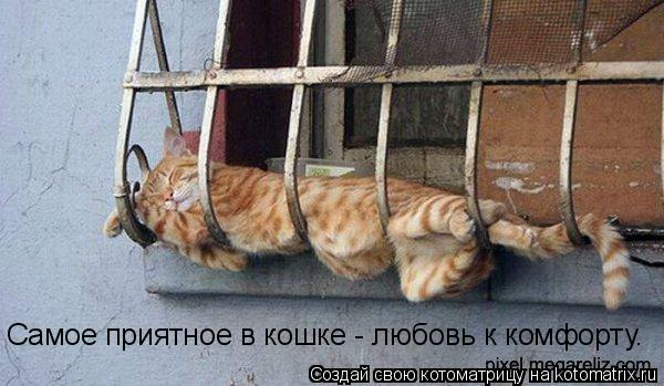 Самое приятное в кошке - любовь к комфорту.... Котоматрица: Самое приятное в кошке - любовь к комфорту.
