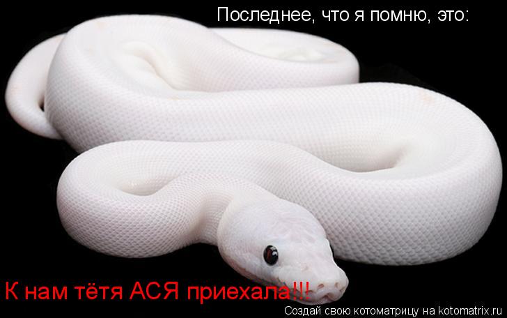 Котоматрица: Последнее, что я помню, это:  К нам тётя АСЯ приехала!!!