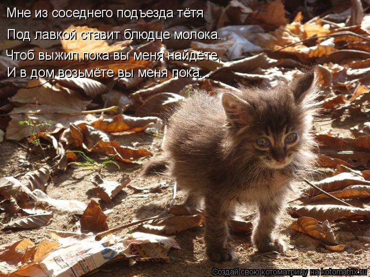 Котоматрица: Мне из соседнего подъезда тётя Под лавкой ставит блюдце молока. Чтоб выжил,пока вы меня найдёте, И в дом возьмёте вы меня пока...
