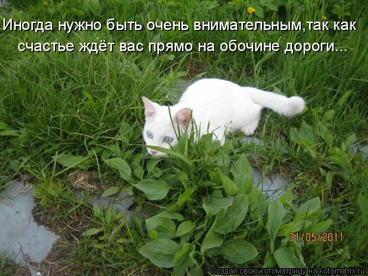 Иногда нужно быть очень внимательным,так как счастье ждёт вас прямо на обочине дороги...... Котоматрица: Иногда нужно быть очень внимательным,так как счастье ждёт вас прямо на обочине дороги...