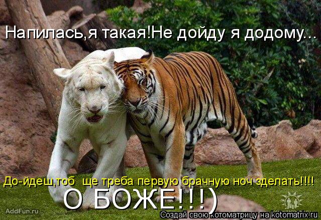 Котоматрица: Напилась,я такая!Не дойду я додому... До-йдеш,тобі ще треба первую брачную ноч зделать!!!! О БОЖЕ!!!)