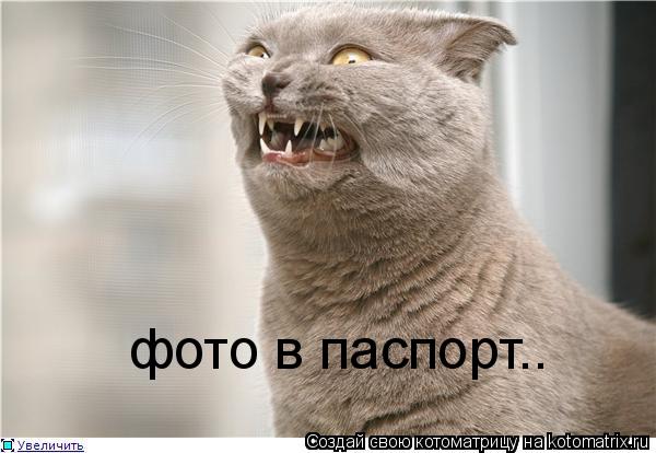 Котоматрица: фото в паспорт..
