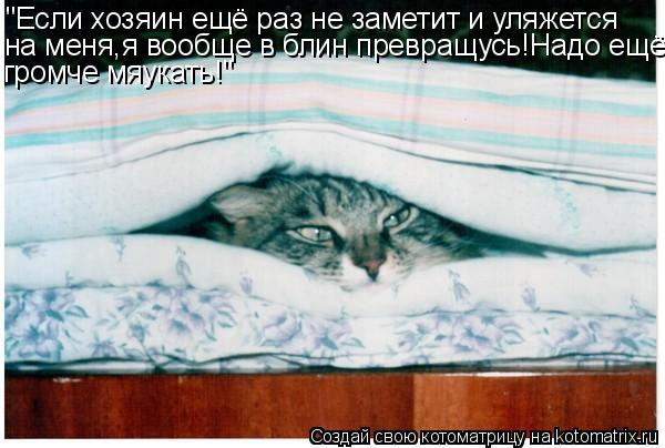 Котоматрица: "Если хозяин ещё раз не заметит и уляжется на меня,я вообще в блин превращусь!Надо ещё громче мяукать!"