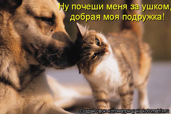 Котоматрица: Ну почеши меня за ушком, добрая моя подружка!