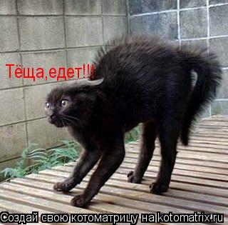 Тёща,едет!!!... Котоматрица: Тёща,едет!!!