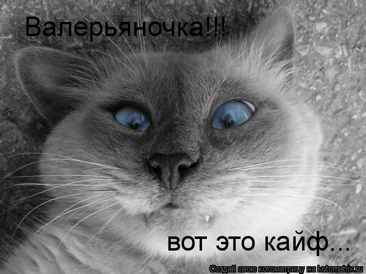 Валерьяночка!!! вот это кайф...... Котоматрица: Валерьяночка!!! вот это кайф...