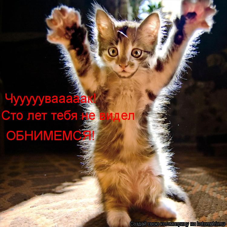 Чууууувааааак! Сто лет тебя не видел ОБНИМЕМСЯ!... Котоматрица: Чууууувааааак! Сто лет тебя не видел ОБНИМЕМСЯ!
