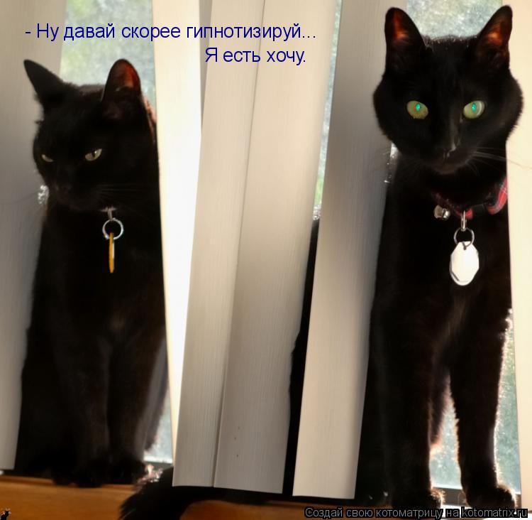 - Ну давай скорее гипнотизируй... Я есть хочу.... Котоматрица: - Ну давай скорее гипнотизируй... Я есть хочу.