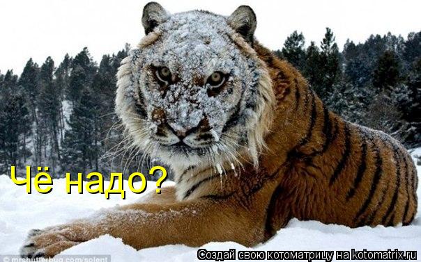 Чё надо?... Котоматрица: Чё надо?