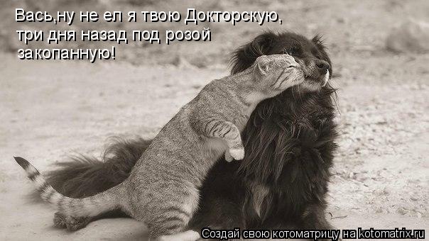 Вась,ну не ел я твою Докторскую, три дня назад под розой закопанную!... Котоматрица: Вась,ну не ел я твою Докторскую, три дня назад под розой закопанную!