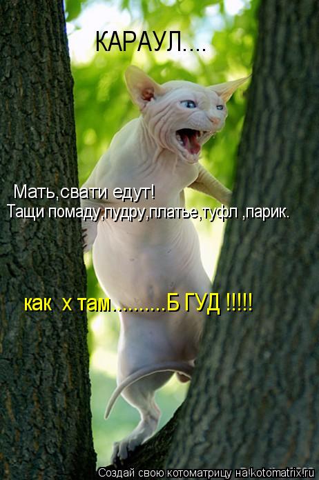 Мать,свати едут! КАРАУЛ.... Тащи помаду,пудру,платье,туфлі,парик....і как іх там...бігуді! Тащи пома... Котоматрица: Мать,свати едут! КАРАУЛ.... Тащи помаду,пудру,платье,туфлі,парик....і как іх там...бігуді! Тащи помаду,пудру,платье,туфлі,парик. І как іх там........