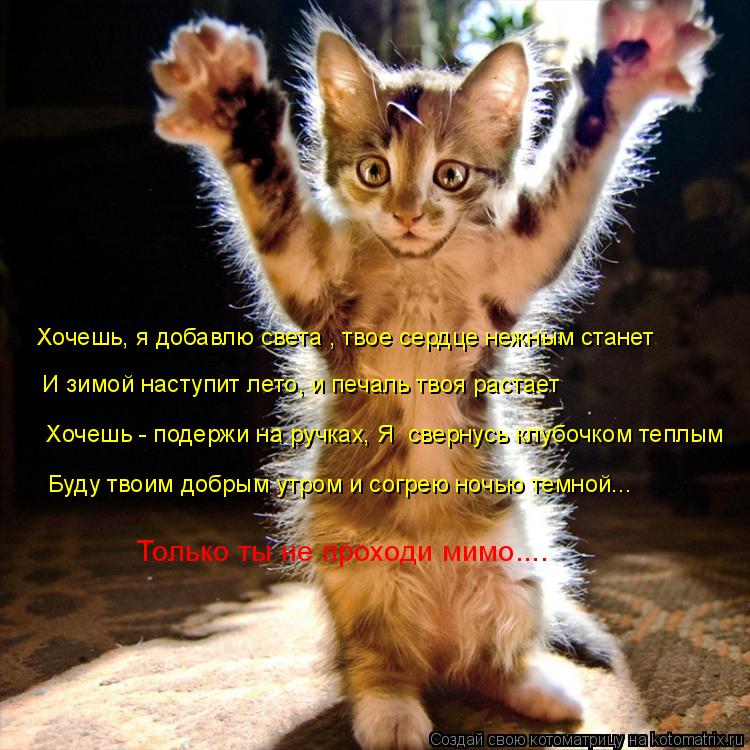 Хочешь, я добавлю света , твое сердце нежным станет И зимой наступит лето, и печаль твоя растает Хо... Котоматрица: Хочешь, я добавлю света , твое сердце нежным станет И зимой наступит лето, и печаль твоя растает Хочешь - подержи на ручках, Я свернусь клуб