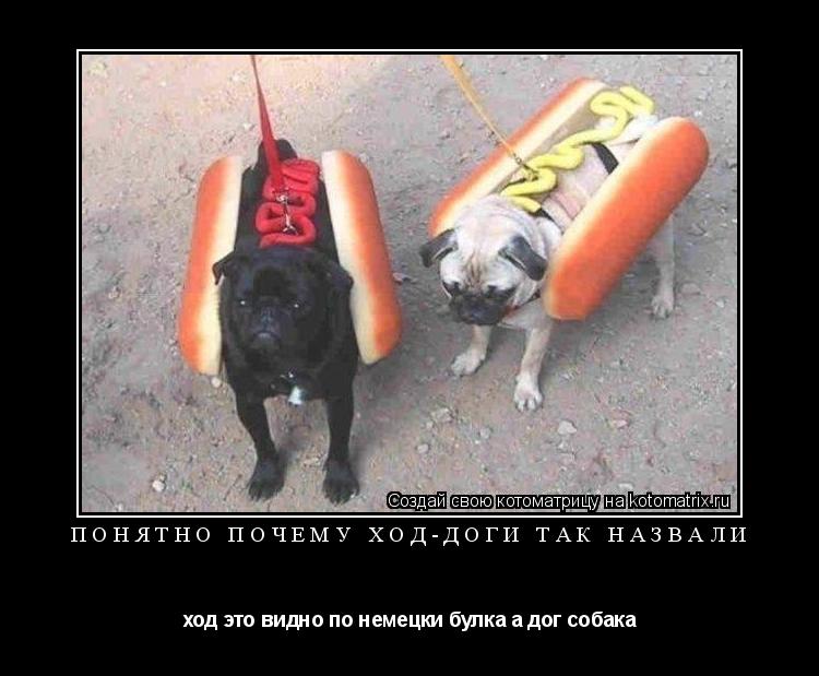 Котоматрица: понятно почему ход-доги так назвали ход это видно по немецки булка а дог собака