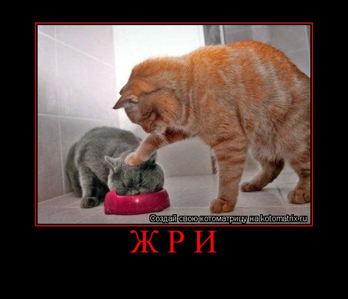 Котоматрица: ЖРИ 