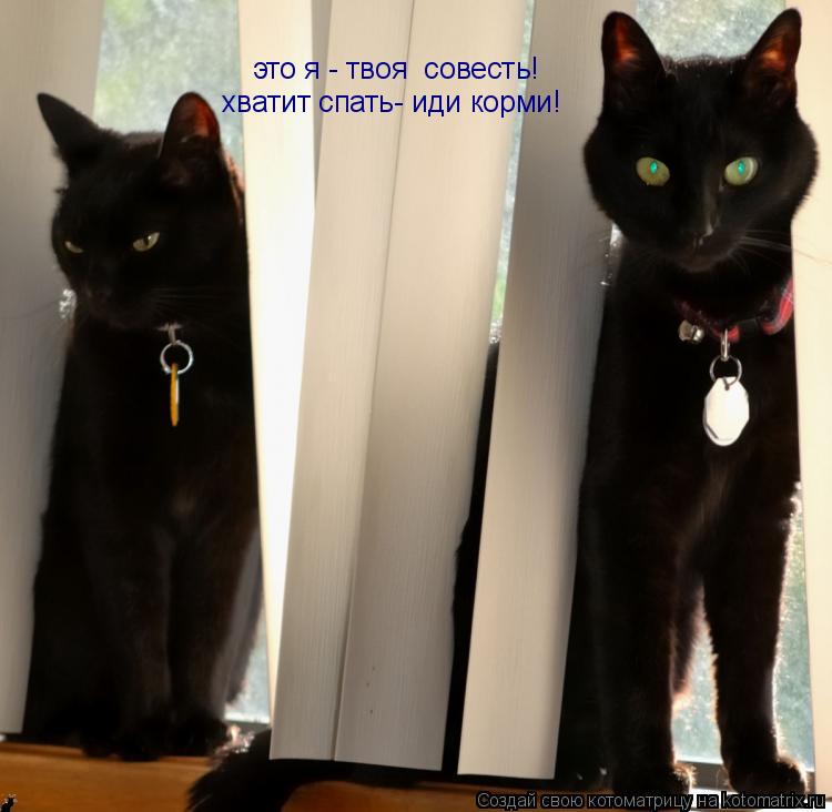 Котоматрица: это я - твоя  совесть! хватит спать- иди корми!