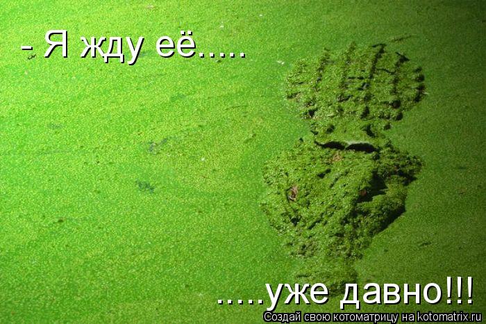Котоматрица: .....уже давно!!! - Я жду её.....